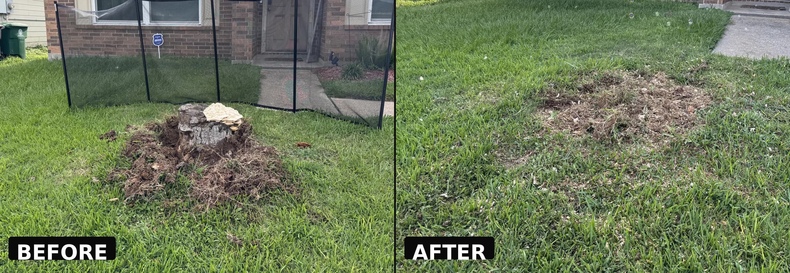Before and after stump removal β stump ground flush with lawn, Houston TX